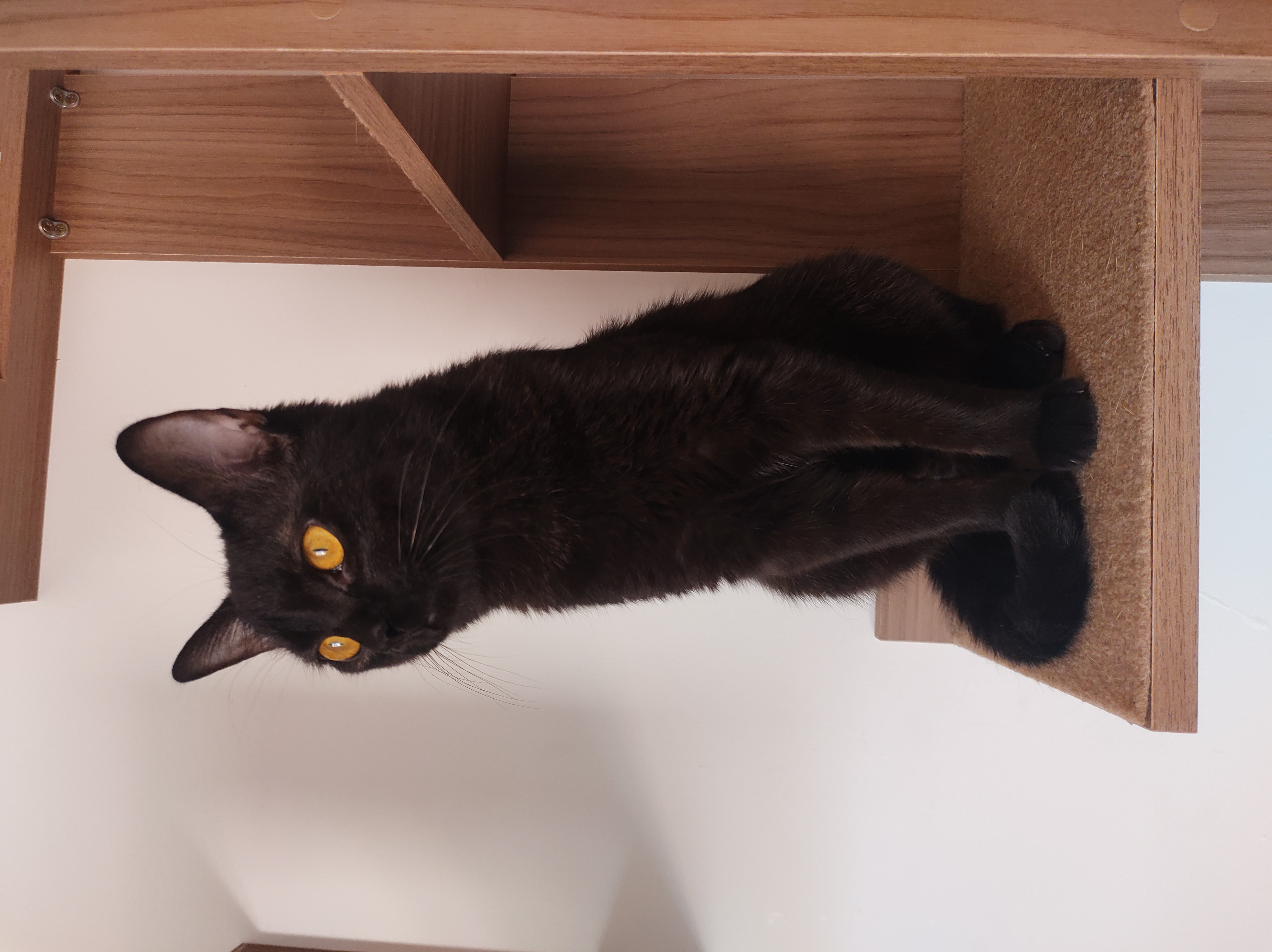 Foto do gato preto chamado JOJO